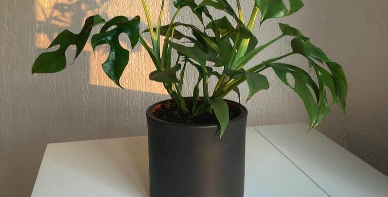 do indoor plants improve air quality