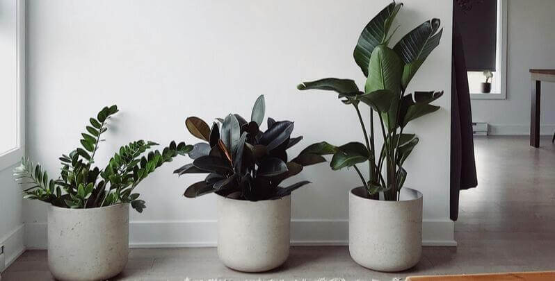 3 indoor plants in white pots against a wall